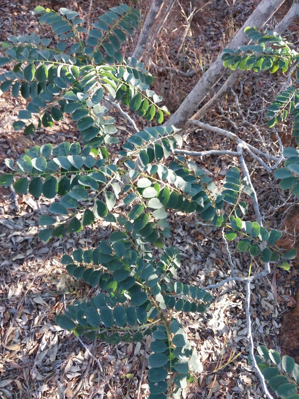Dalbergia bracteolata other