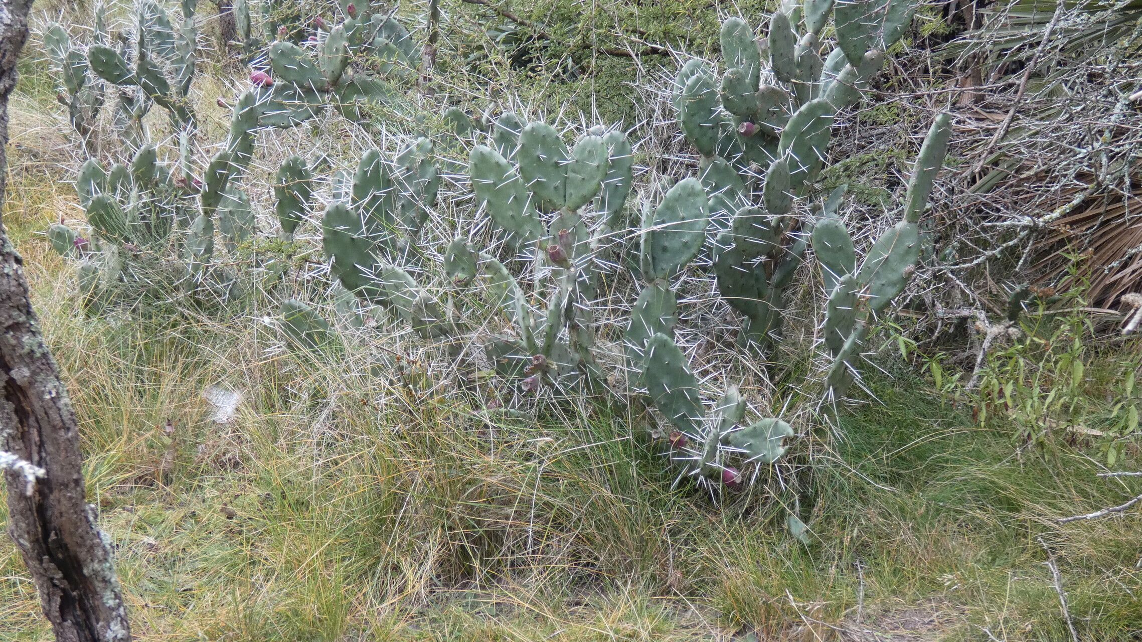 Opuntia megapotamica habit