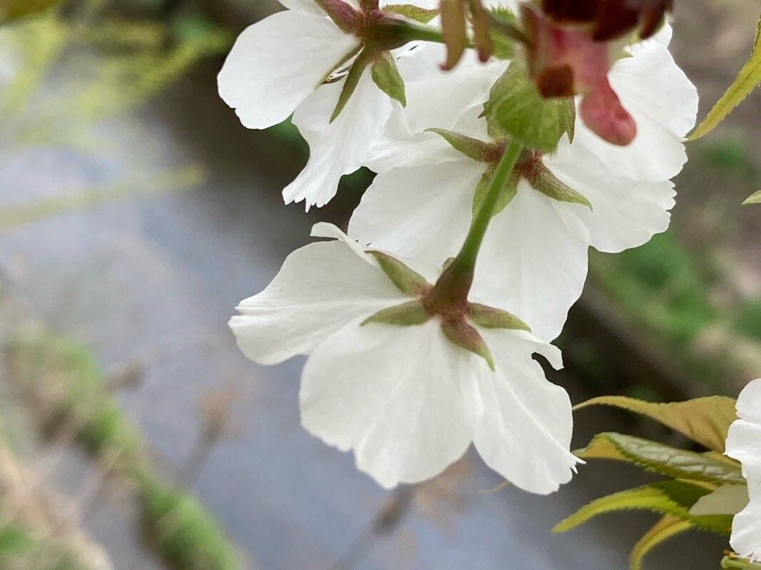 Prunus speciosa flower