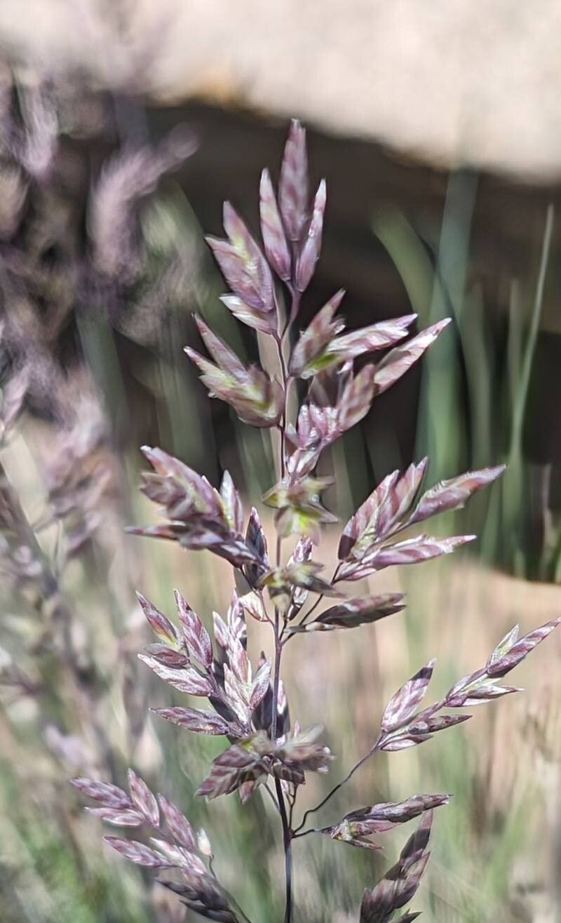 Poa fendleriana — search result for 'Poa'