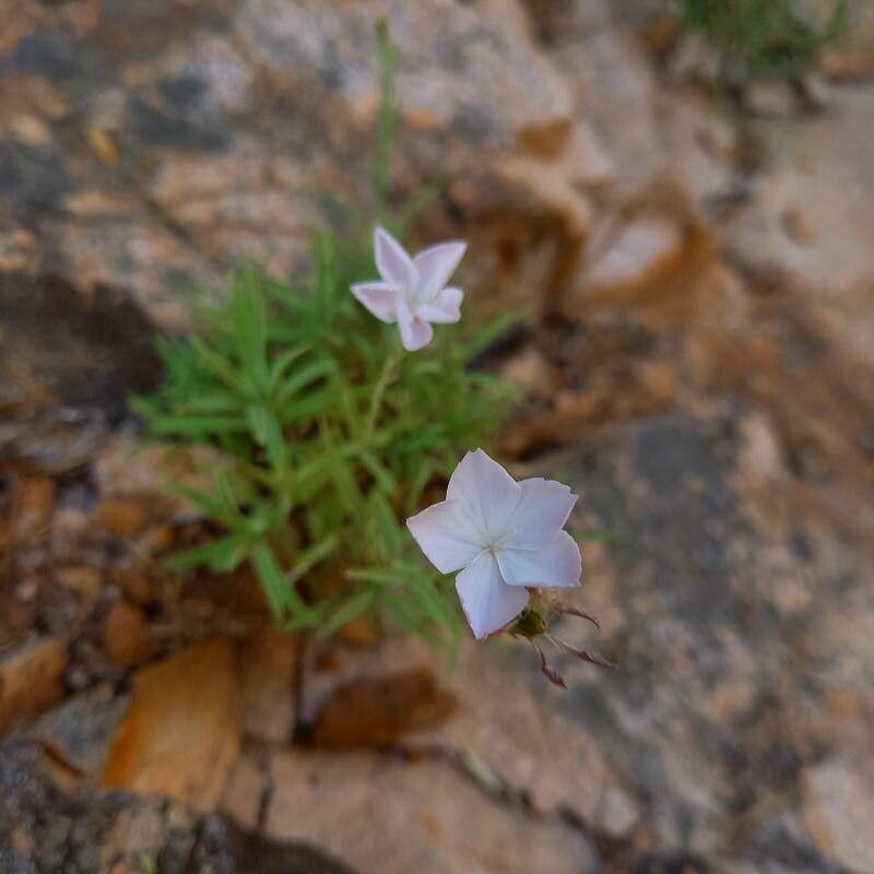 Dianthus gyspergerae habit