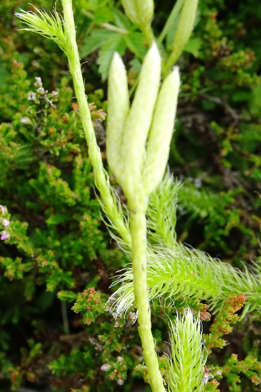 Lycopodium clavatum flower