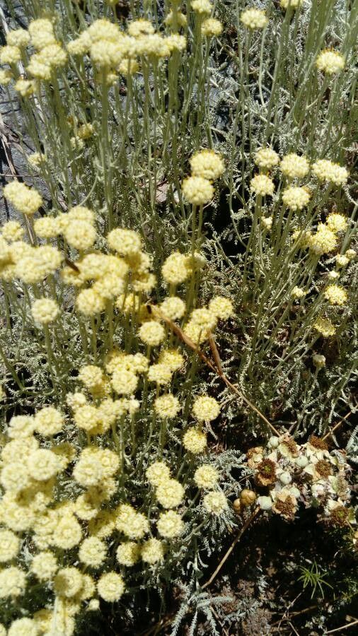 Santolina ligustica flower