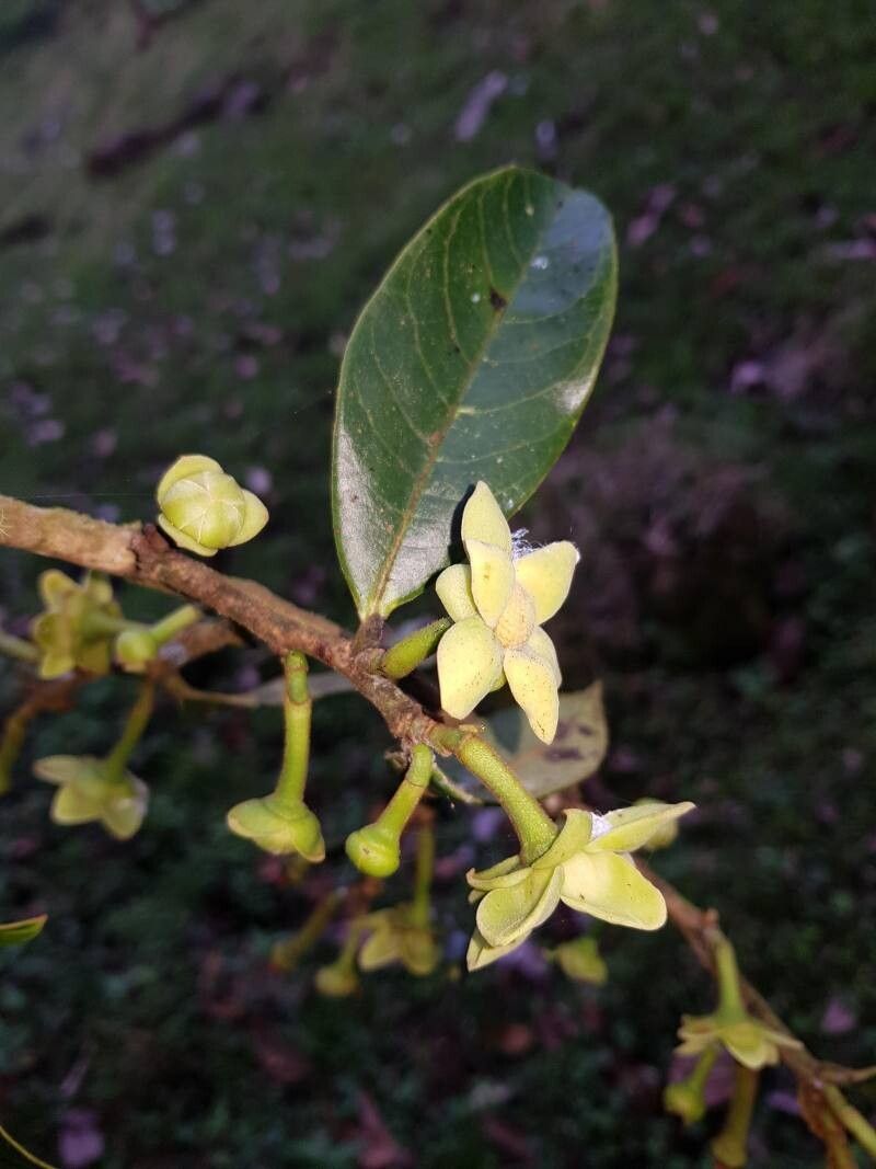 Guatteria oliviformis flower