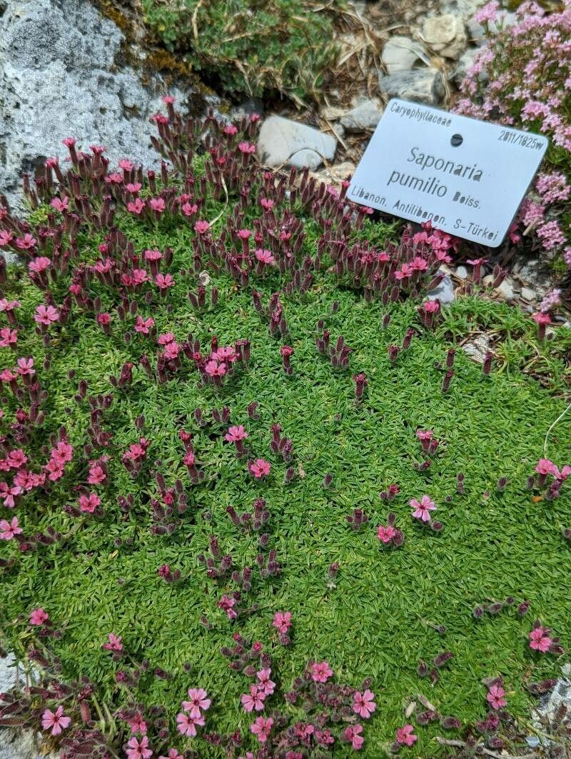 Saponaria pumilio habit