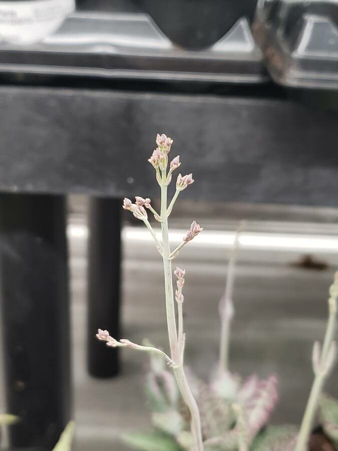 Kalanchoe humilis flower
