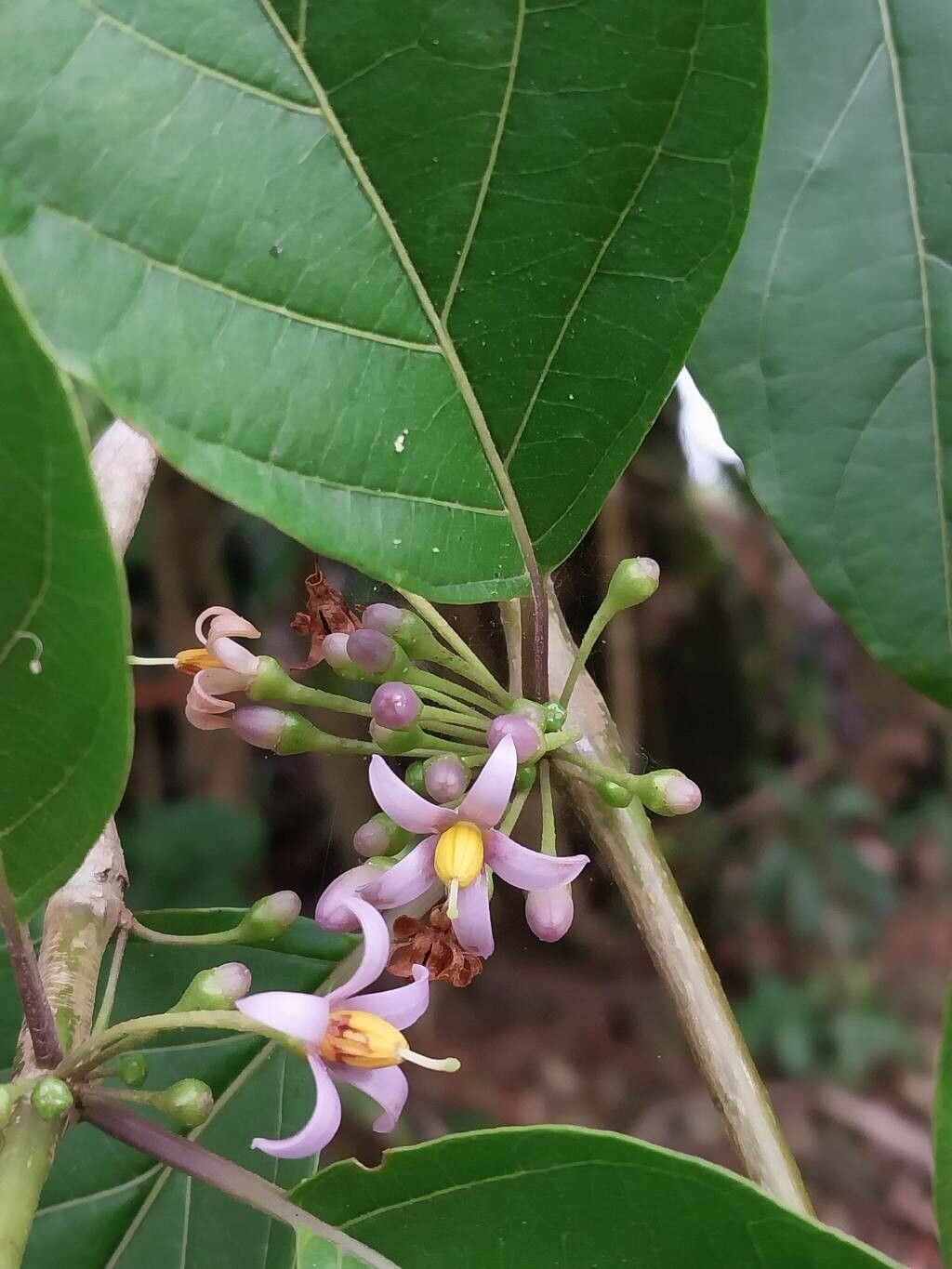 Lycianthes synanthera flower