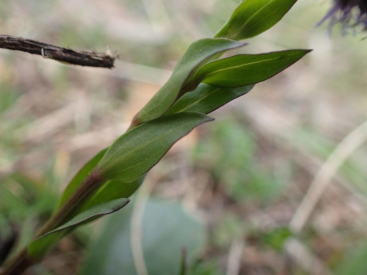 Globularia vulgaris fruit