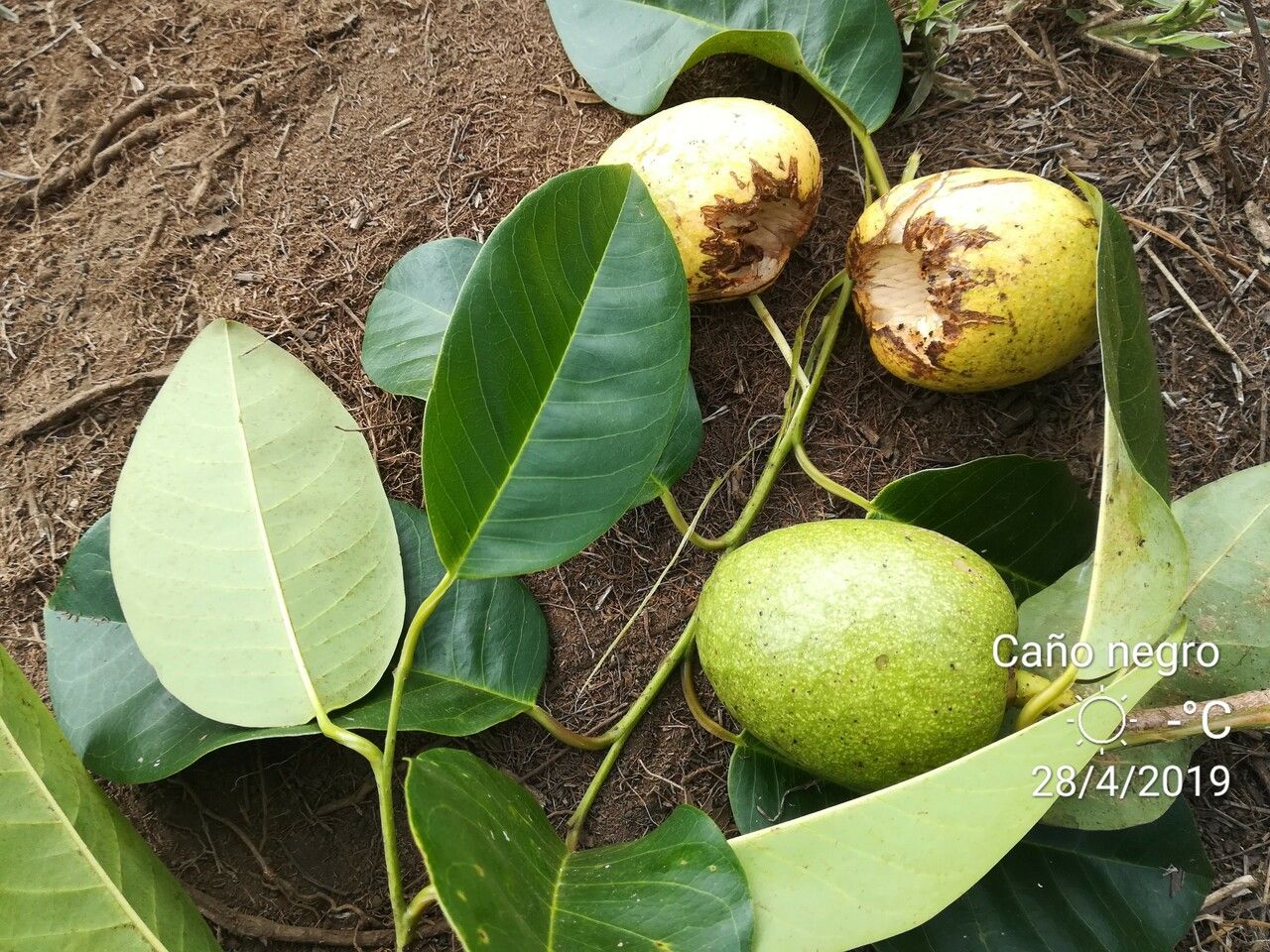 Annona glabra — search result for 'Annonaceae'