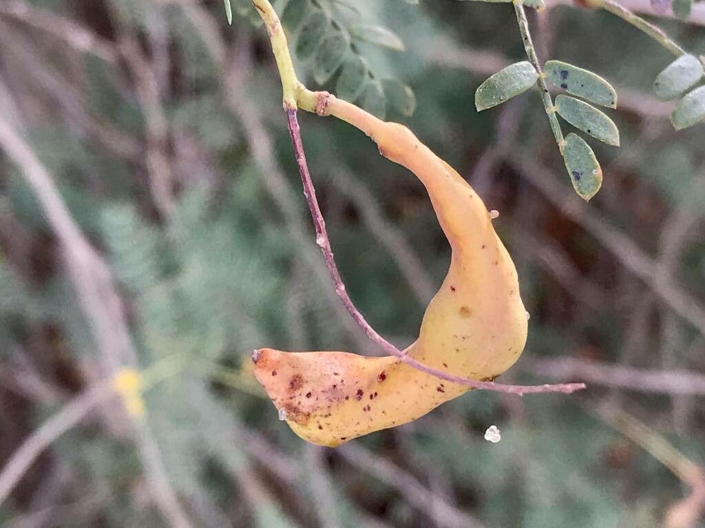 Prosopis koelziana fruit