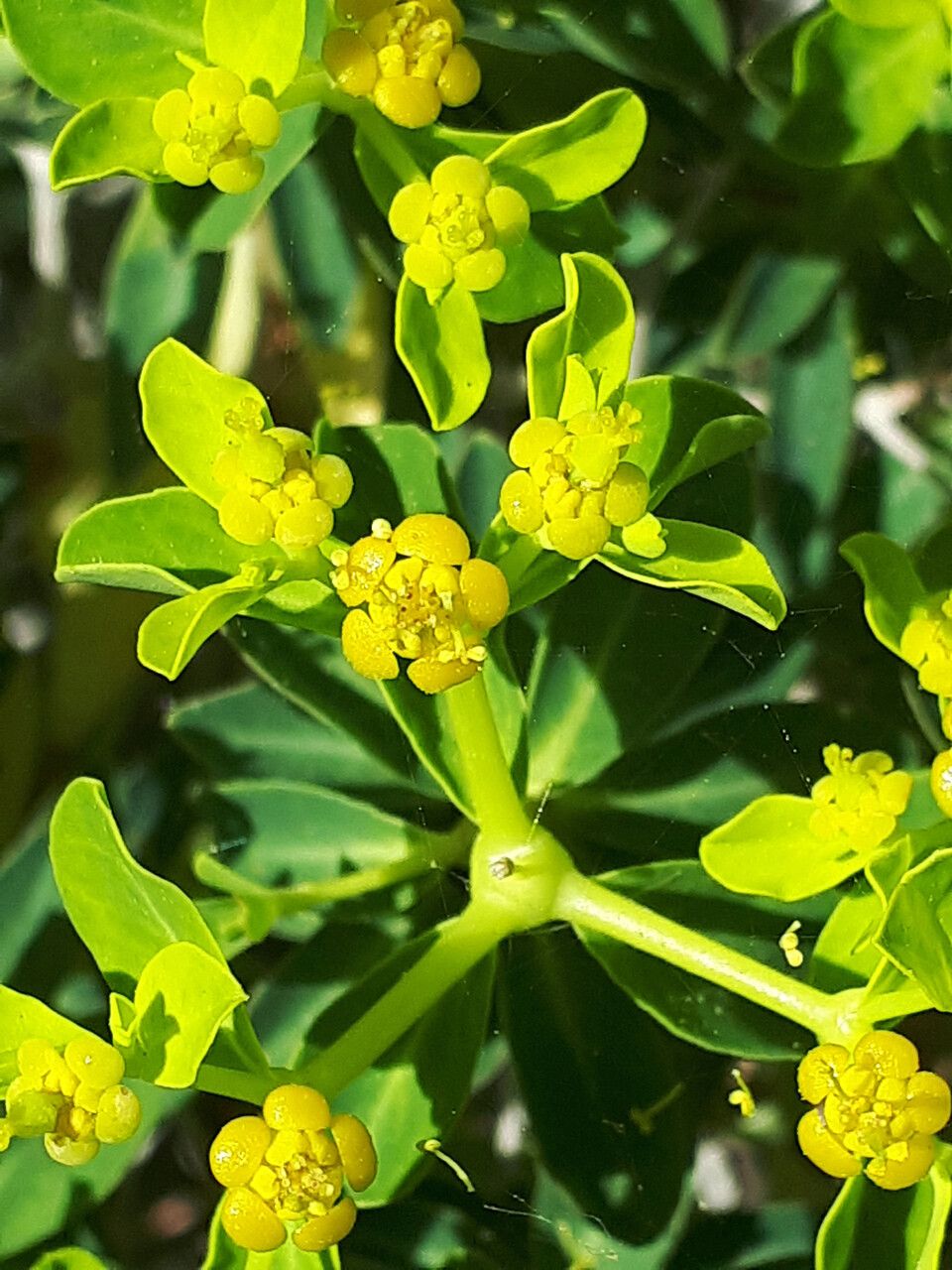 Euphorbia acanthothamnos flower