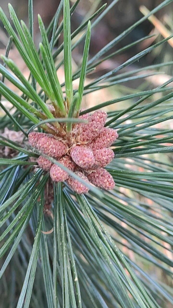 Pinus gerardiana flower