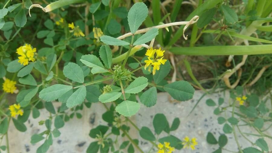 Trifolium patens leaf