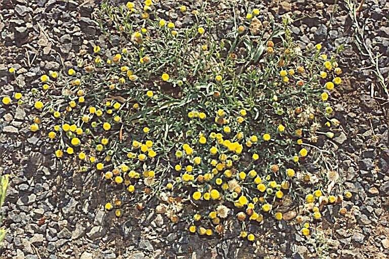 Erigeron lassenianus habit