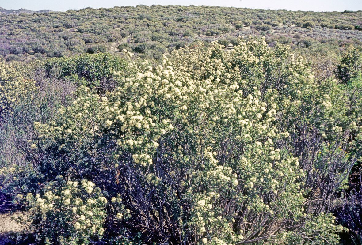 Ceanothus cuneatus habit
