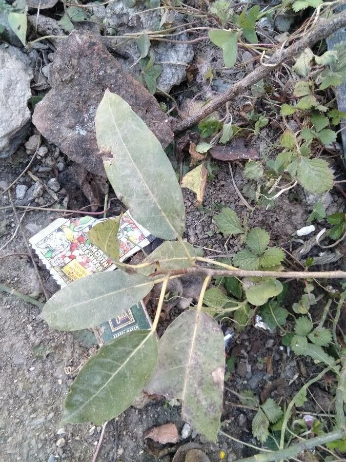 Ficus stuhlmannii leaf