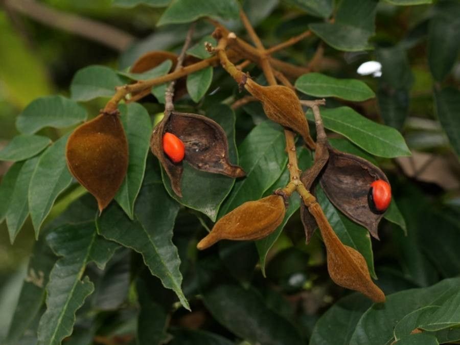 Ormosia coccinea — search result for 'Costa Rica'