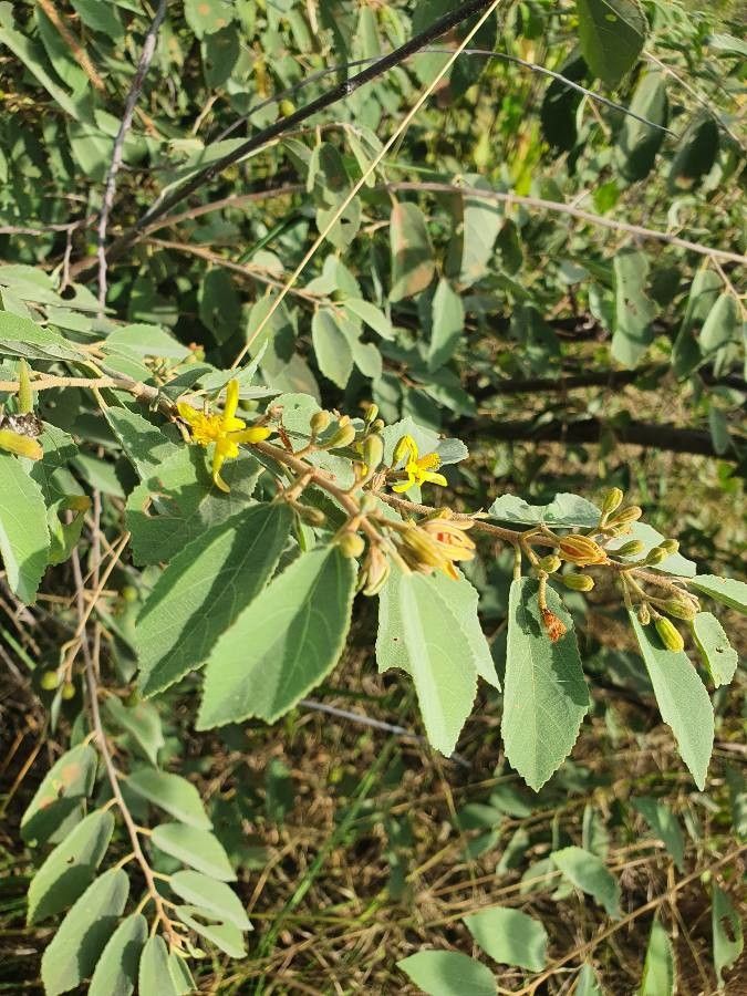 Grewia bicolor flower