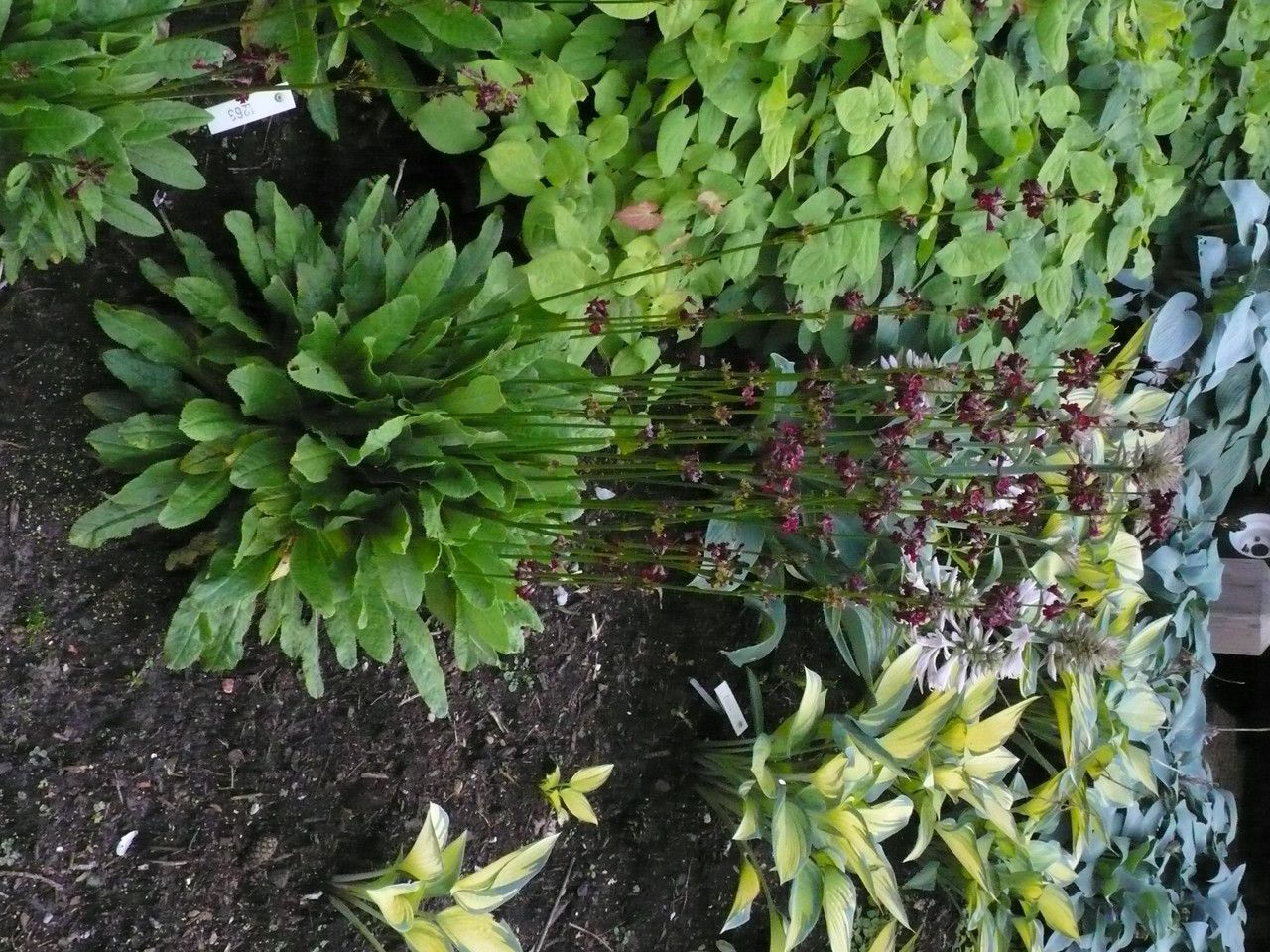 Primula wilsonii — search result for 'Primula'