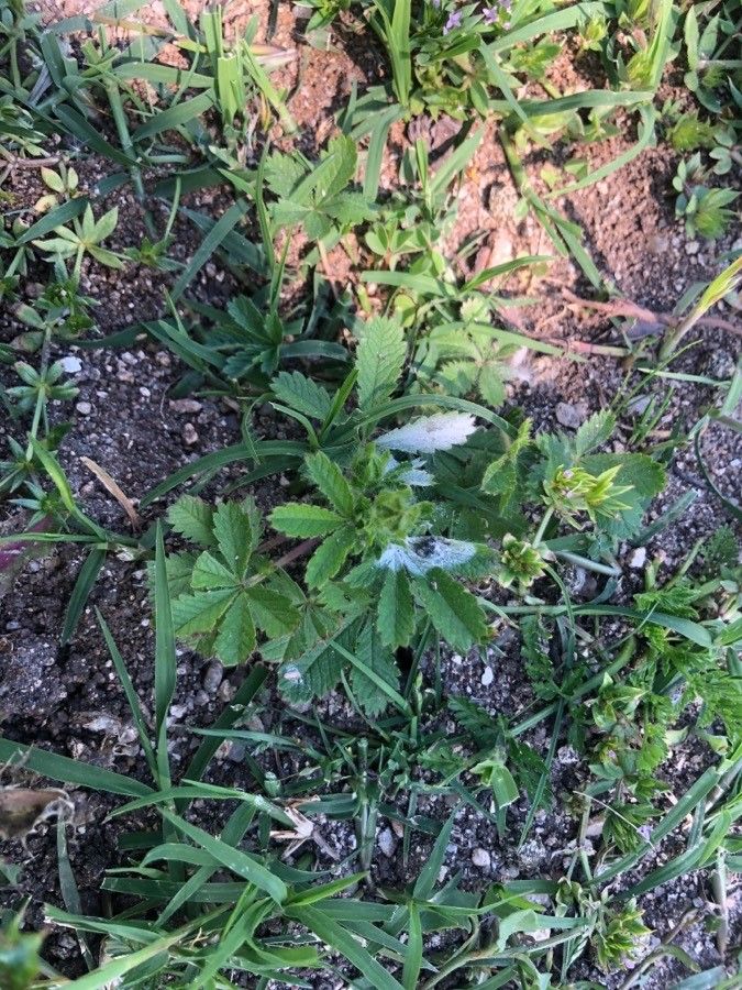 Potentilla pyrenaica leaf