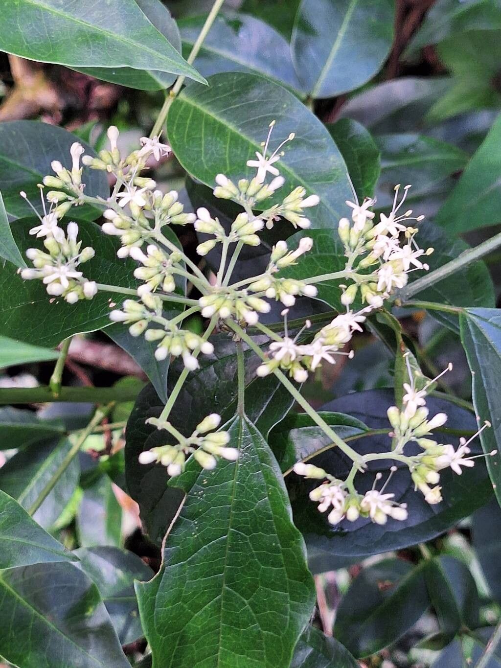 Clerodendrum formicarum flower