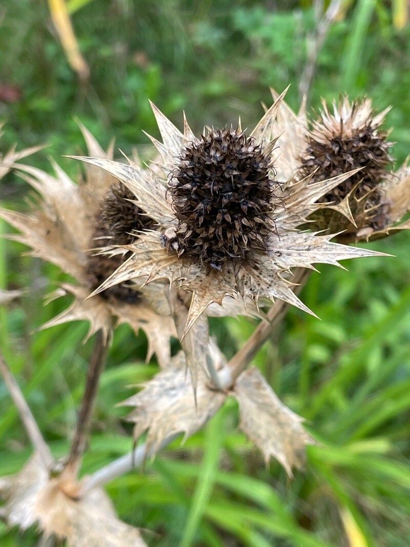 Eryngium giganteum fruit