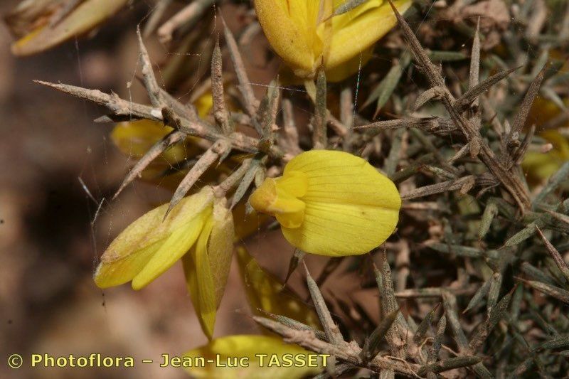 Ulex argenteus flower