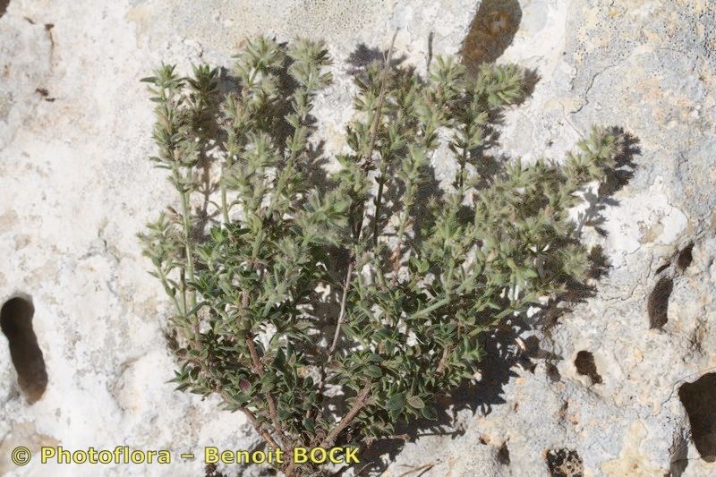 Micromeria hispida habit