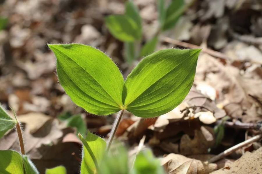 Lathyrus laxiflorus — search result for 'Lathyrus'
