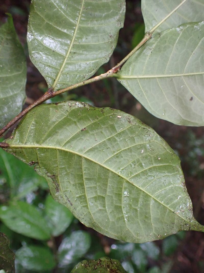 Sloetiopsis usambarensis — houseplant care guide