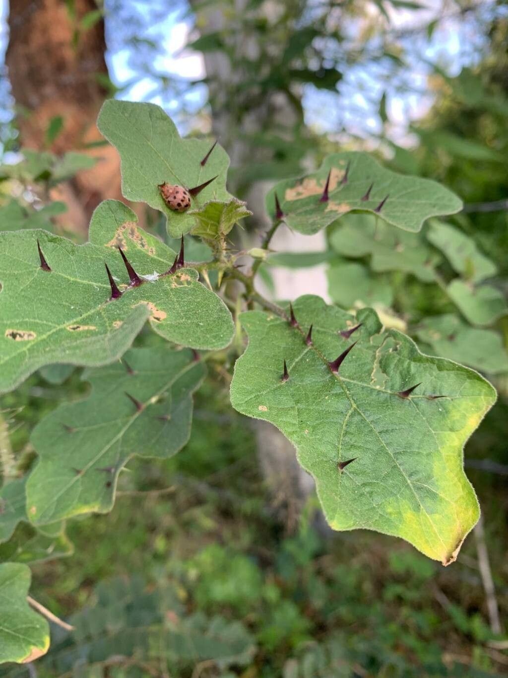 Solanum insanum leaf