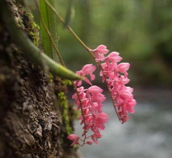 Rodriguezia lanceolata — search result for 'Orchidaceae'
