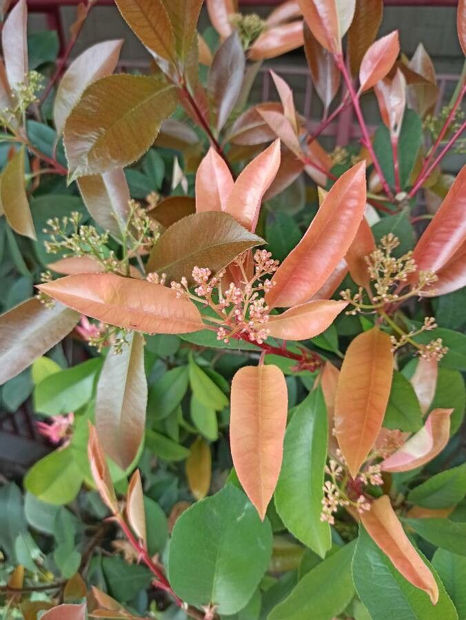 Aronia × prunifolia leaf