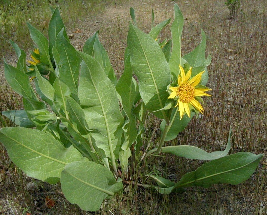 Wyethia helenioides habit