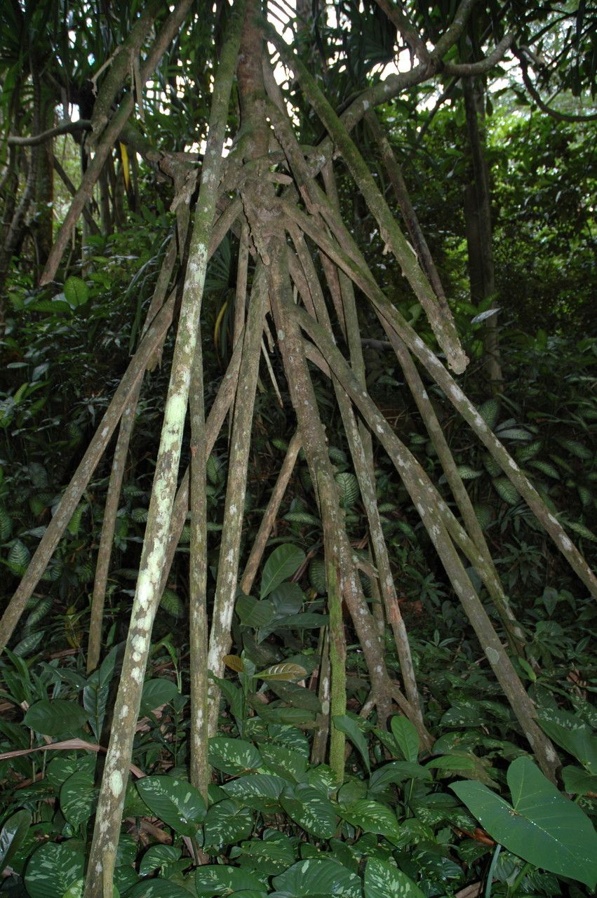 Pandanus patina bark