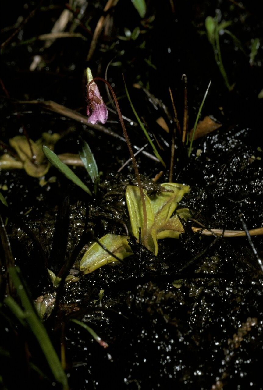 Pinguicula chilensis — houseplant care guide