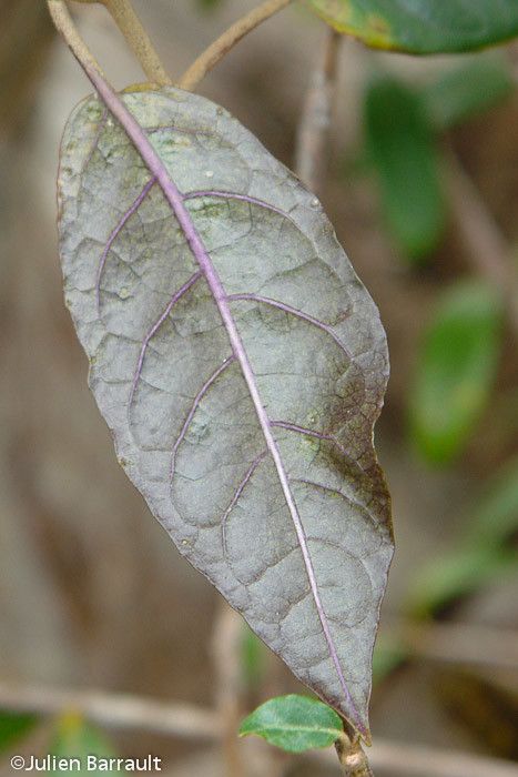 Solanum artense leaf