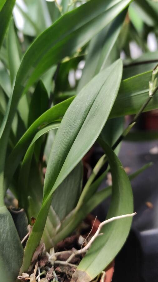 Oncidium spp. — search result for 'Oncidium'