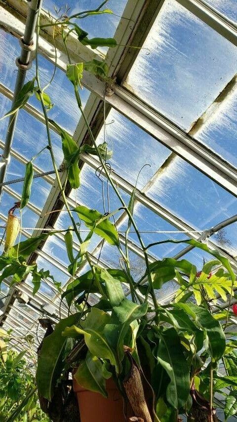 Nepenthes maxima habit