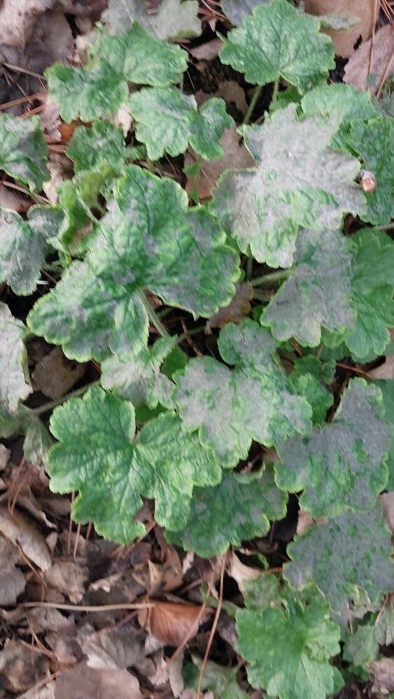 Heuchera pulchella — search result for 'Heuchera'