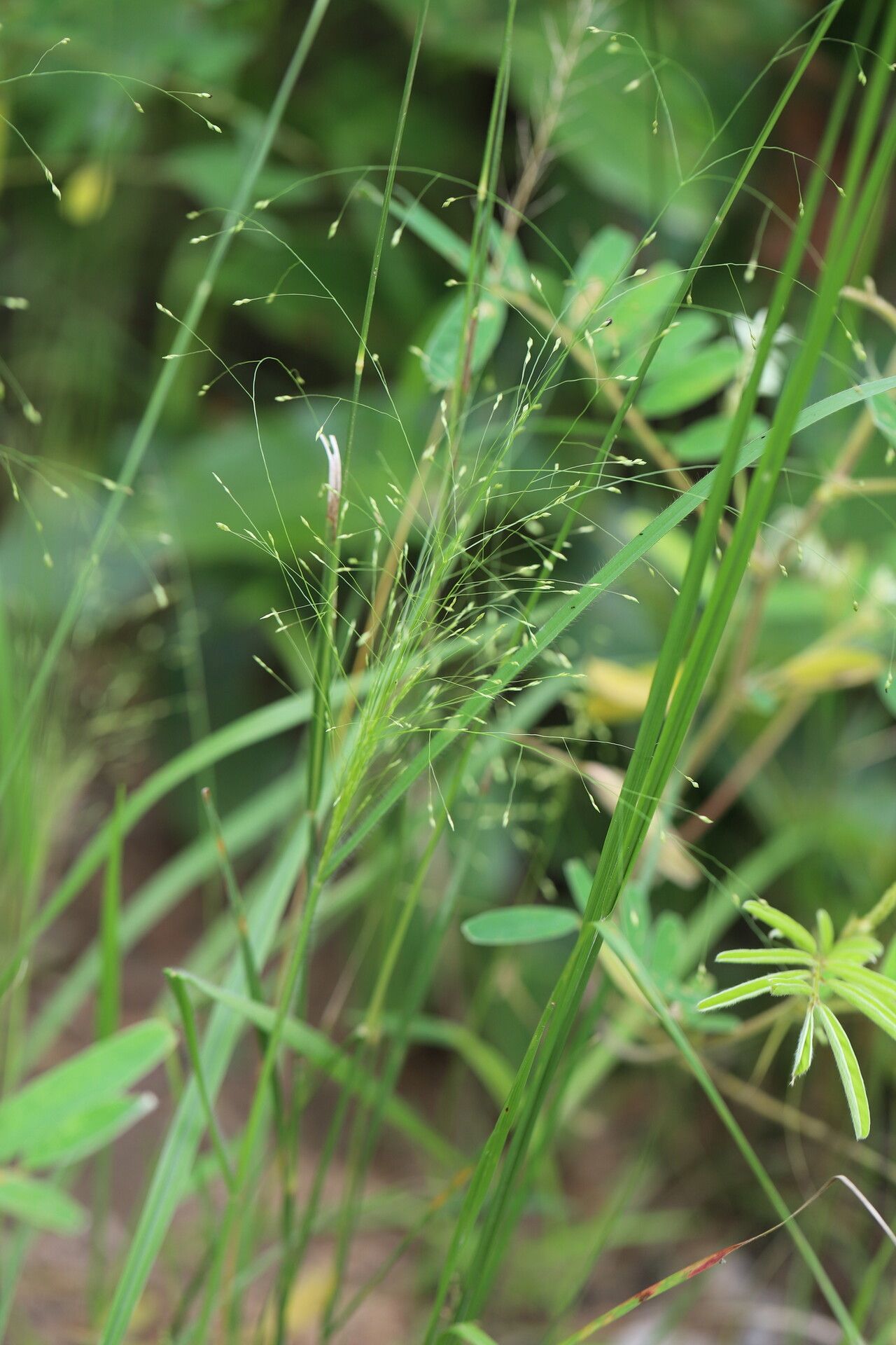 Panicum pansum — houseplant care guide