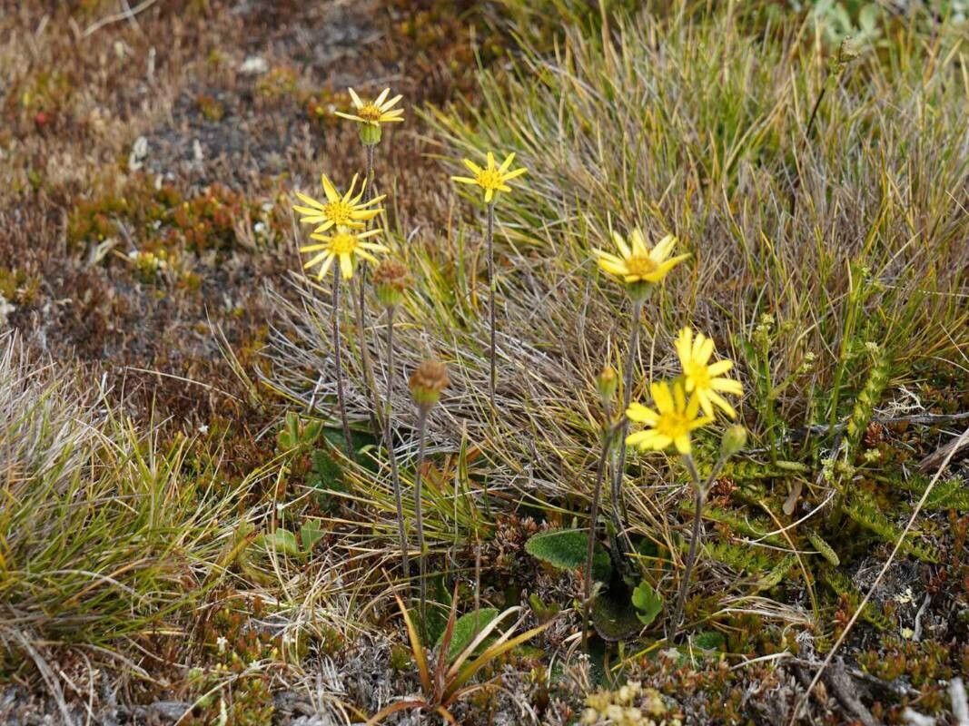 Brachyglottis bellidioides — related species from the same genus