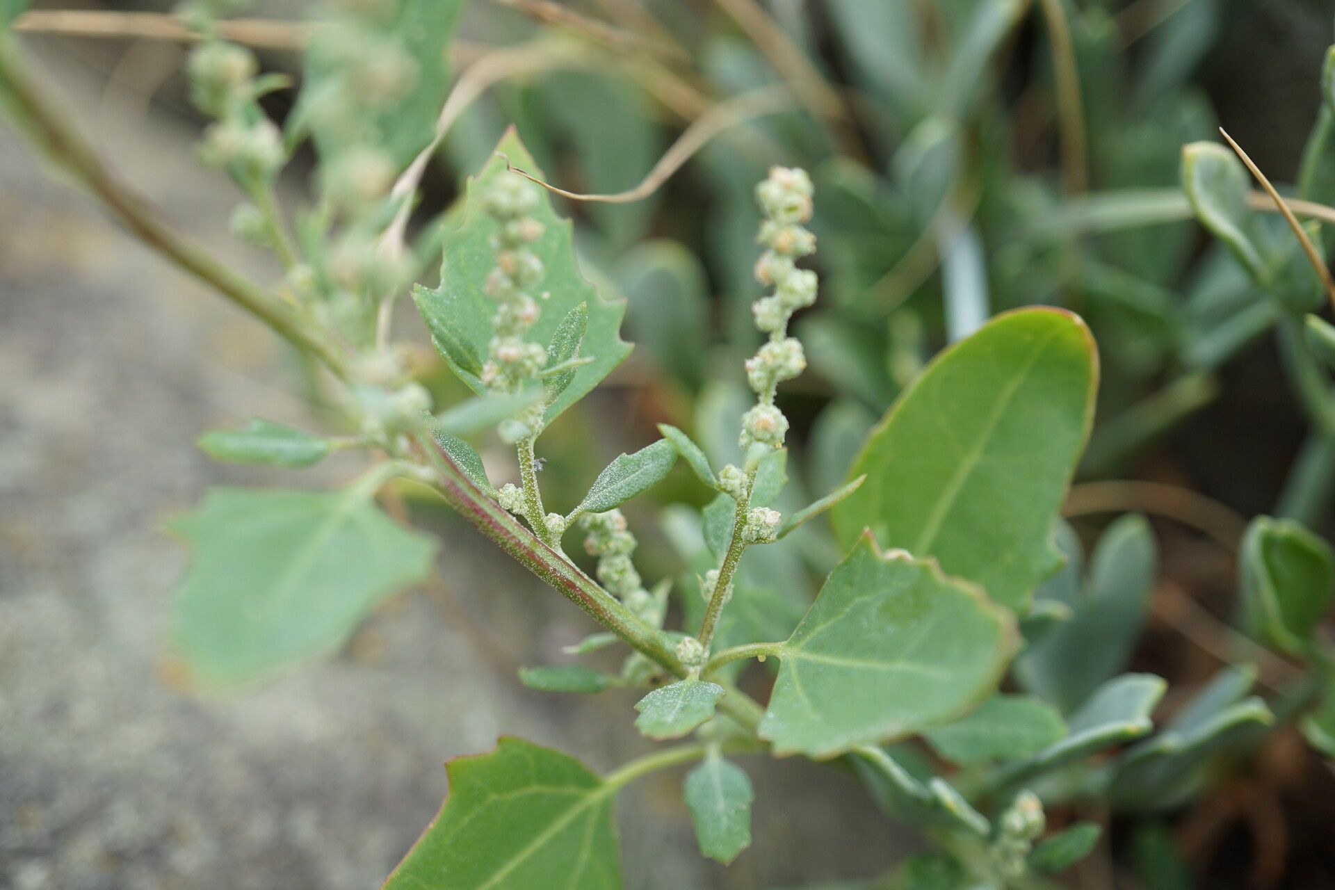 Chenopodium opulifolium — search result for 'Chenopodium'