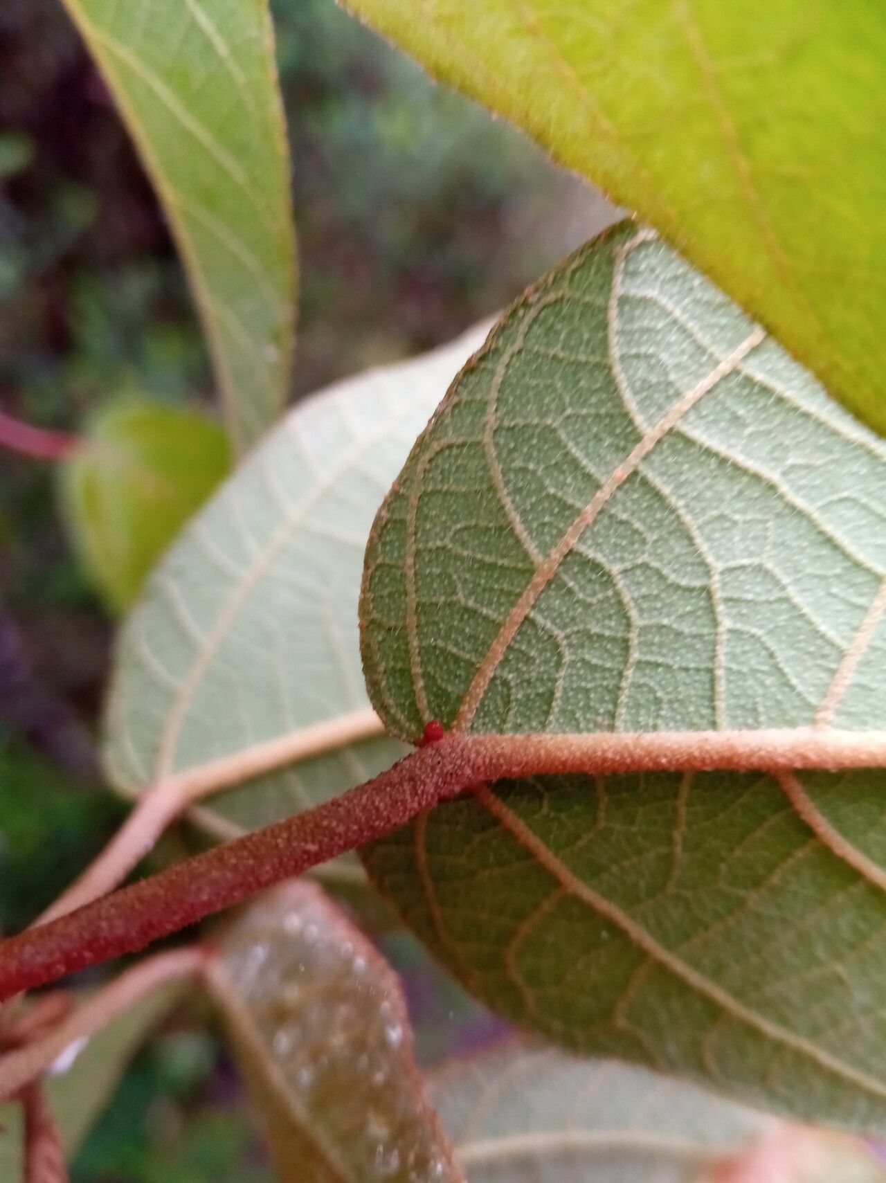 Croton myriaster — houseplant care guide