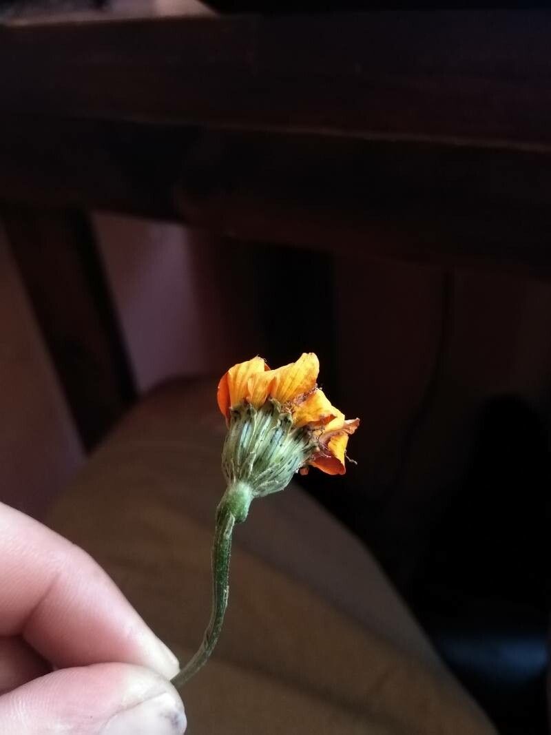 Comaclinium montanum flower