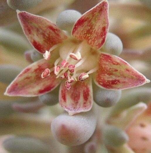 Thompsonella mixtecana flower