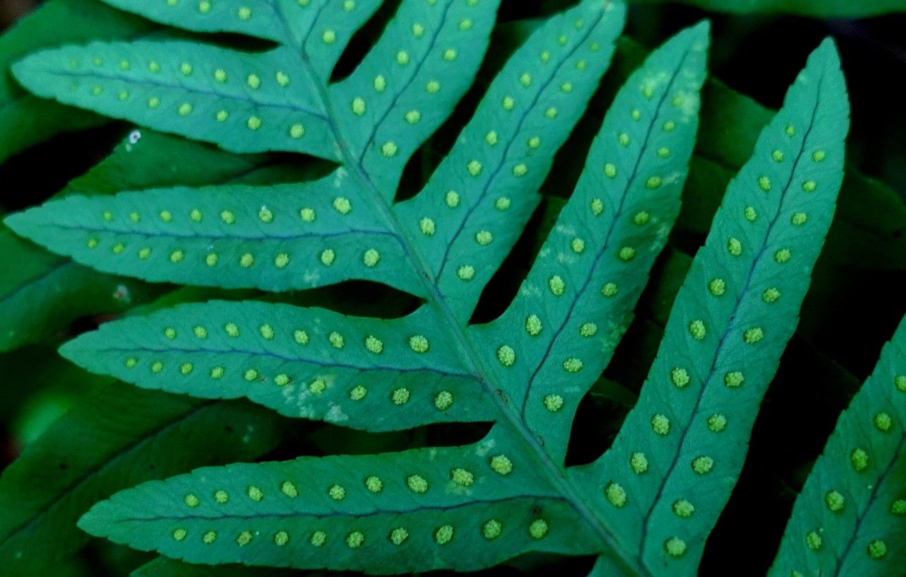 Polypodium vulgare flower