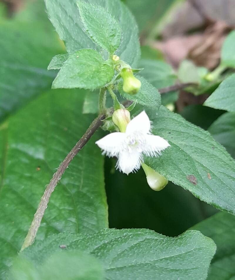 Manettia jorgensenii flower