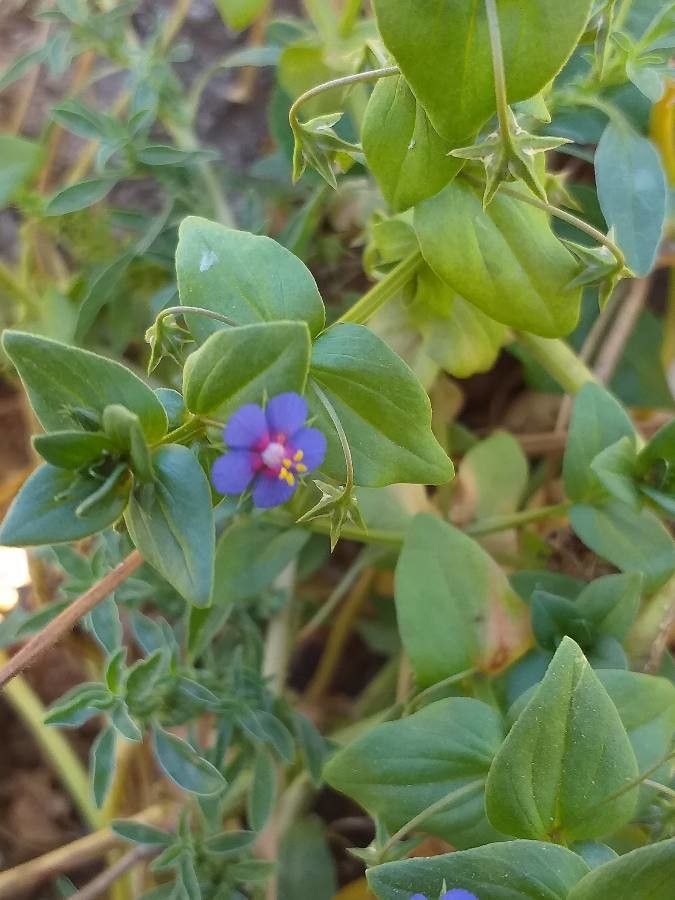 Lysimachia monelli flower
