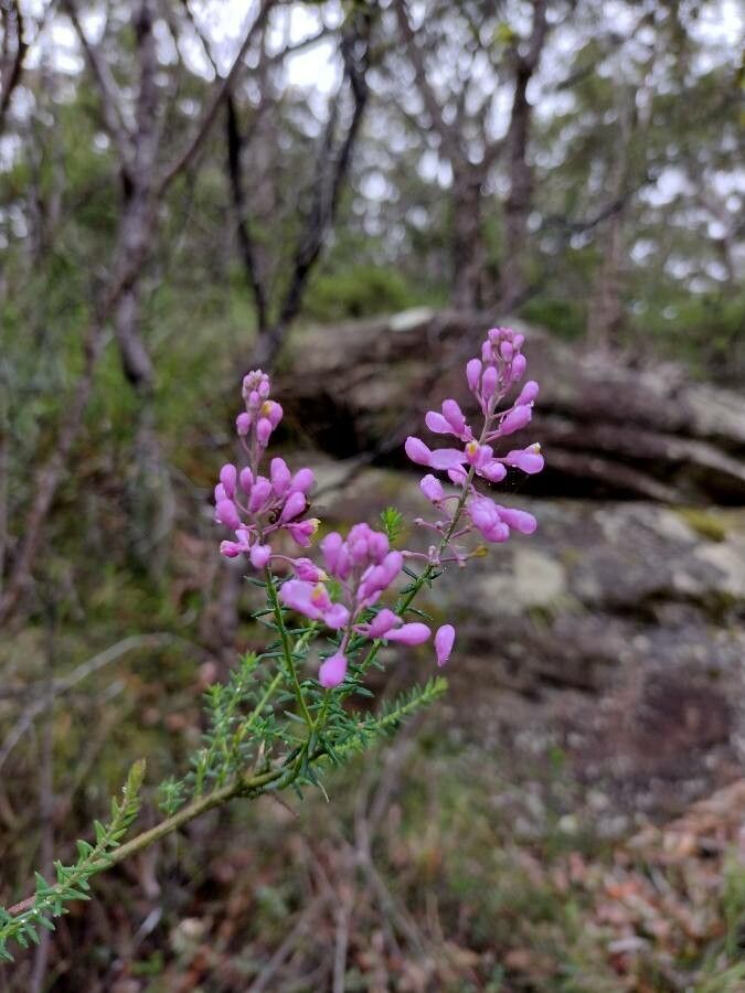 Comesperma ericinum habit
